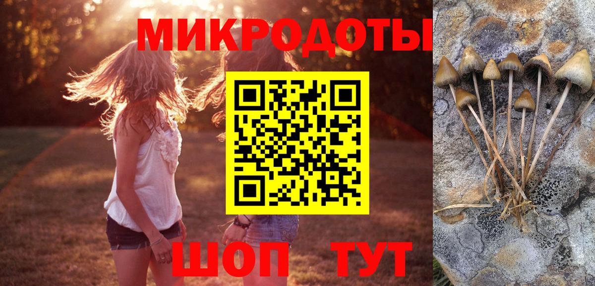 Каменка  Псилоцибиновые грибы Psilocybe  Вход с VPN 